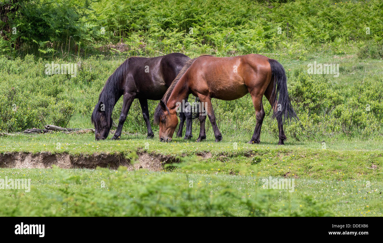 New Forest National Park, Two Ponies feeding on grass, Hampshire, England, UK. Stock Photo