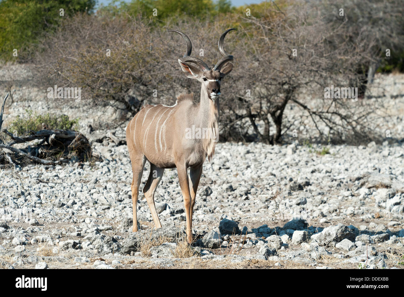 Greater Kudu (Tragelaphus strepsiceros) male, standing on rocky ground, Etosha Nationalpark, Namibia Stock Photo