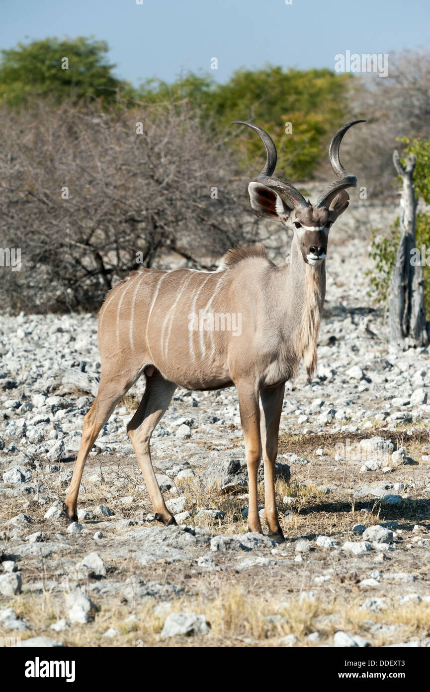 Greater Kudu (Tragelaphus strepsiceros) male, standing on rocky ground, Etosha Nationalpark, Namibia Stock Photo