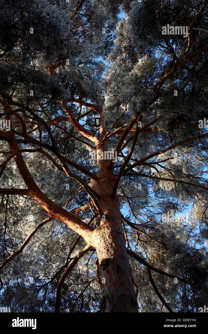 Hoar frost on a Scots Pine tree in winter sunshine Stock Photo - Alamy