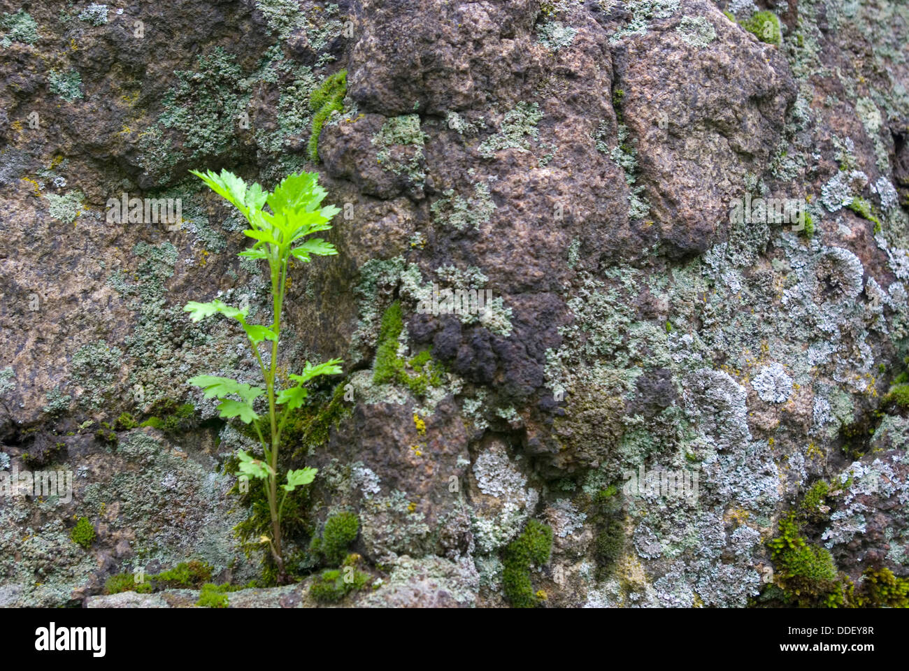 Hard stone plant hi-res stock photography and images - Alamy