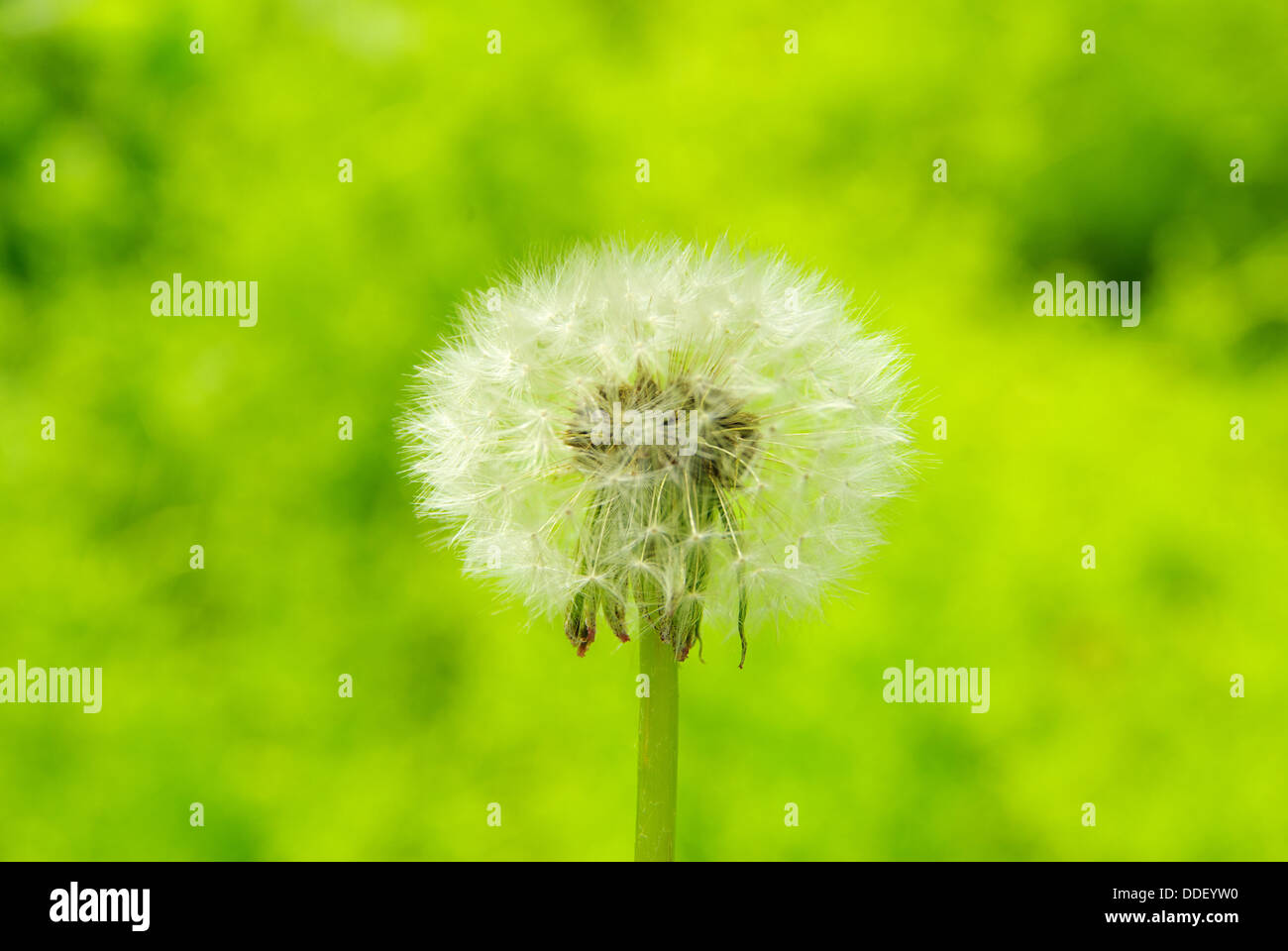 Dandelion black background art hi-res stock photography and images - Alamy