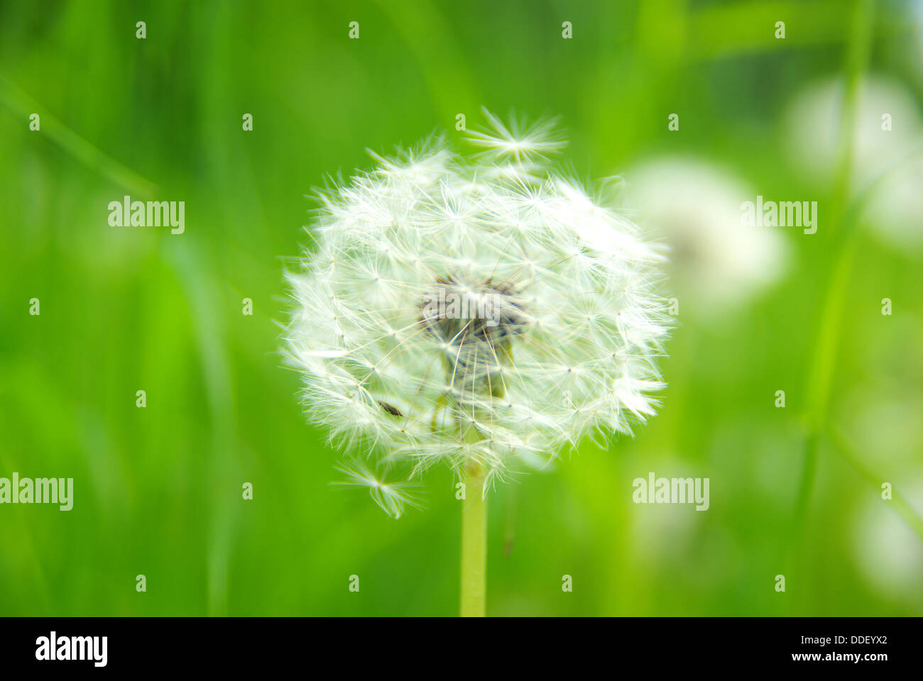 Dandelion black background art hi-res stock photography and images - Alamy