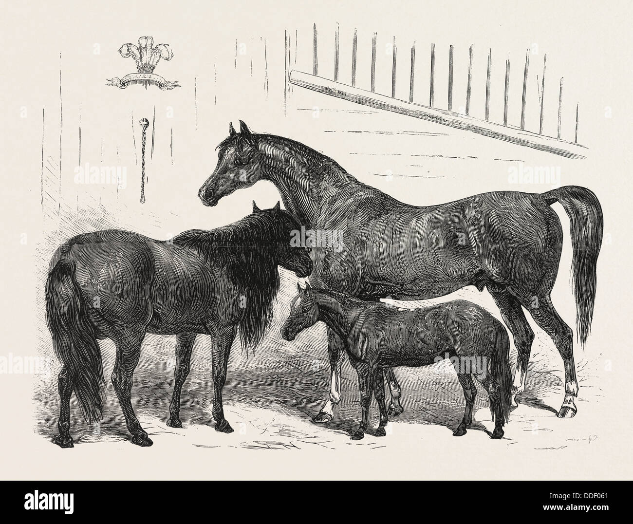 THE PRINCE OF WALES INDIAN HORSES AT THE AGRICULTURAL HALL HORSE SHOW. CABULEE, NAWAB, HUSSAR