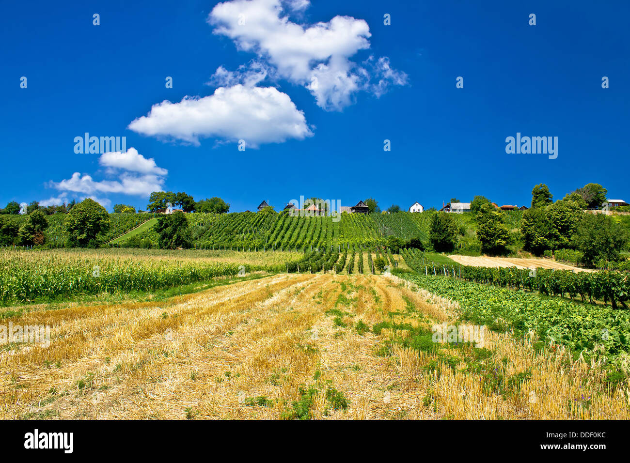 Vineyards and traditional cottages on green hill of Kalnik mountain, Prigorje region, Croatia Stock Photo
