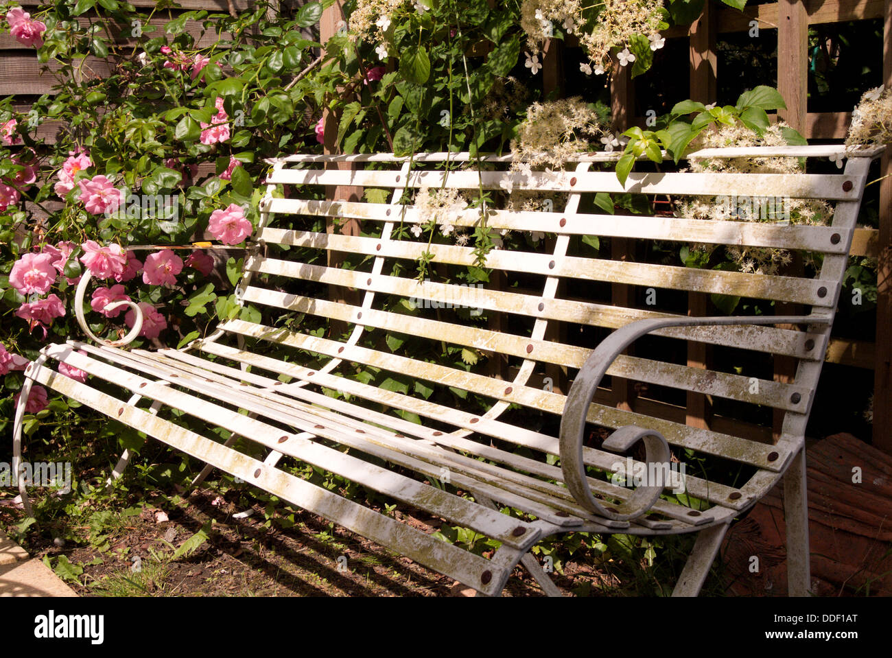 White Bench in a Rose Garden in Sussex Stock Photo