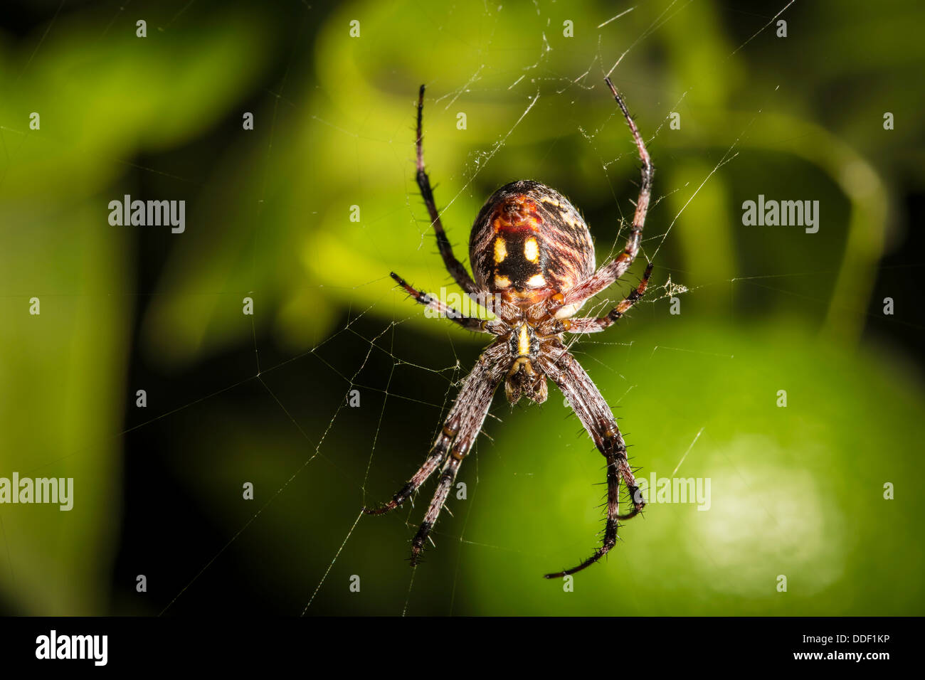 Garden spider closeup on his web Stock Photo - Alamy