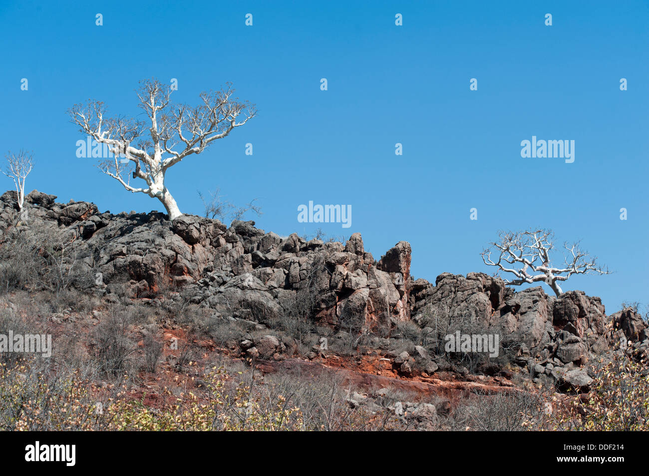 Leafless tree with silvery bark growing on a rocky ridge, silhouette against the sky, Kunene Region, Namibia Stock Photo