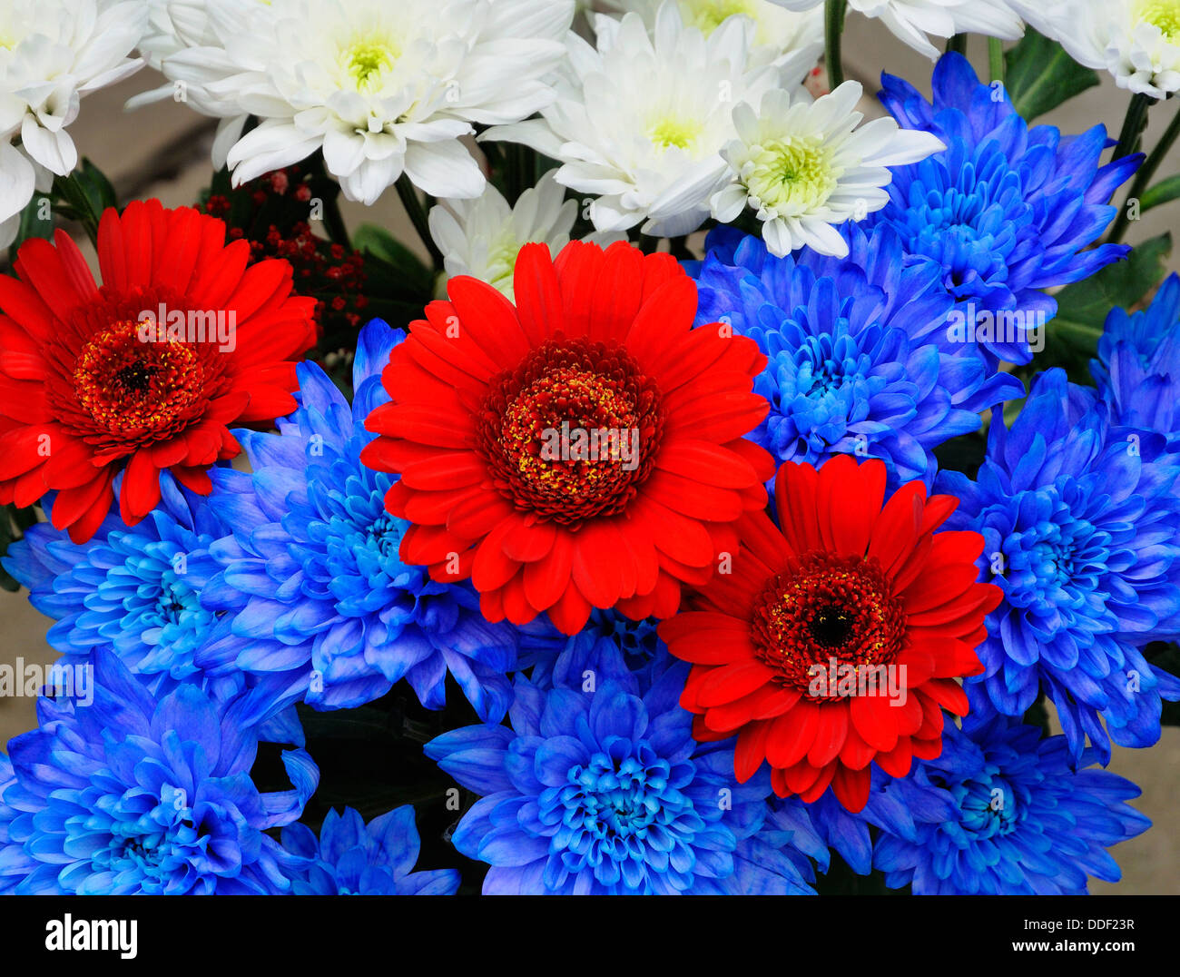 Red White And Blue Flowers Stock Photos Red White And Blue