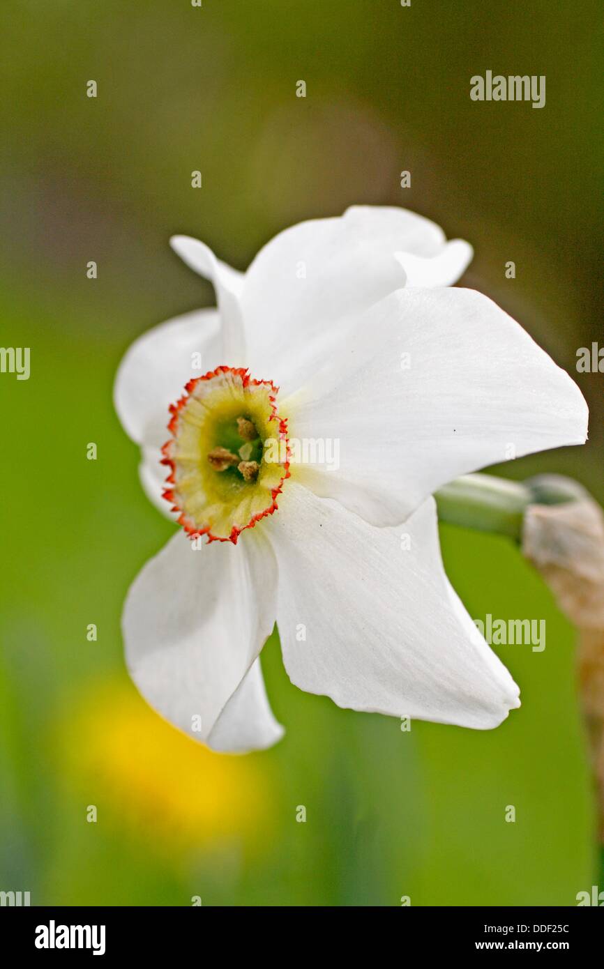 Narcissus ring outlet