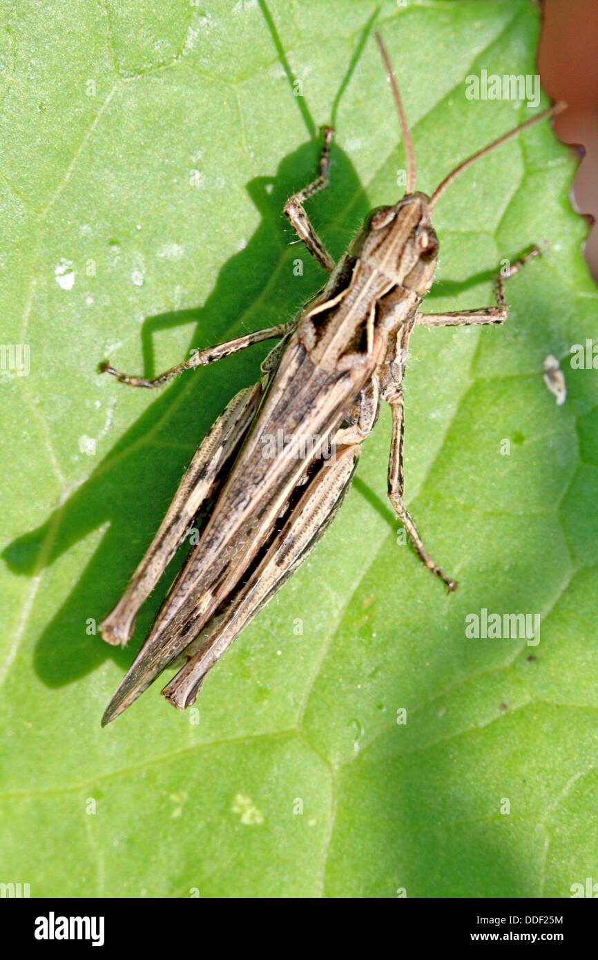 Brown short-horned Grasshopper, Chorthippus biguttulus  Small brown grasshopper with diamond markings on back  Bow-winged Stock Photo