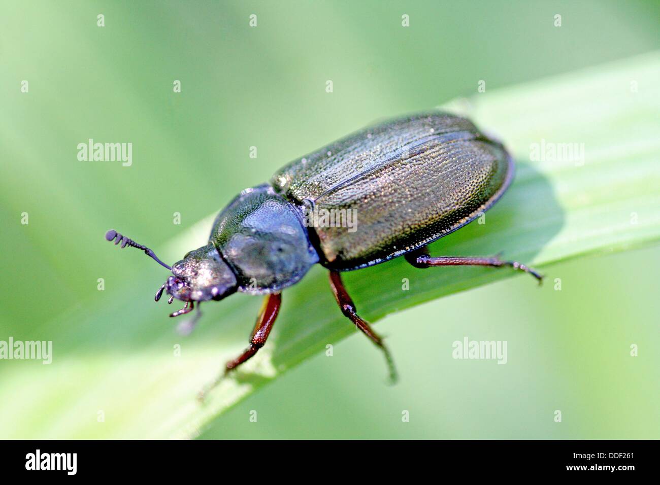 Platycerus caraboides, stag beetle large carbon stag beetle Live in