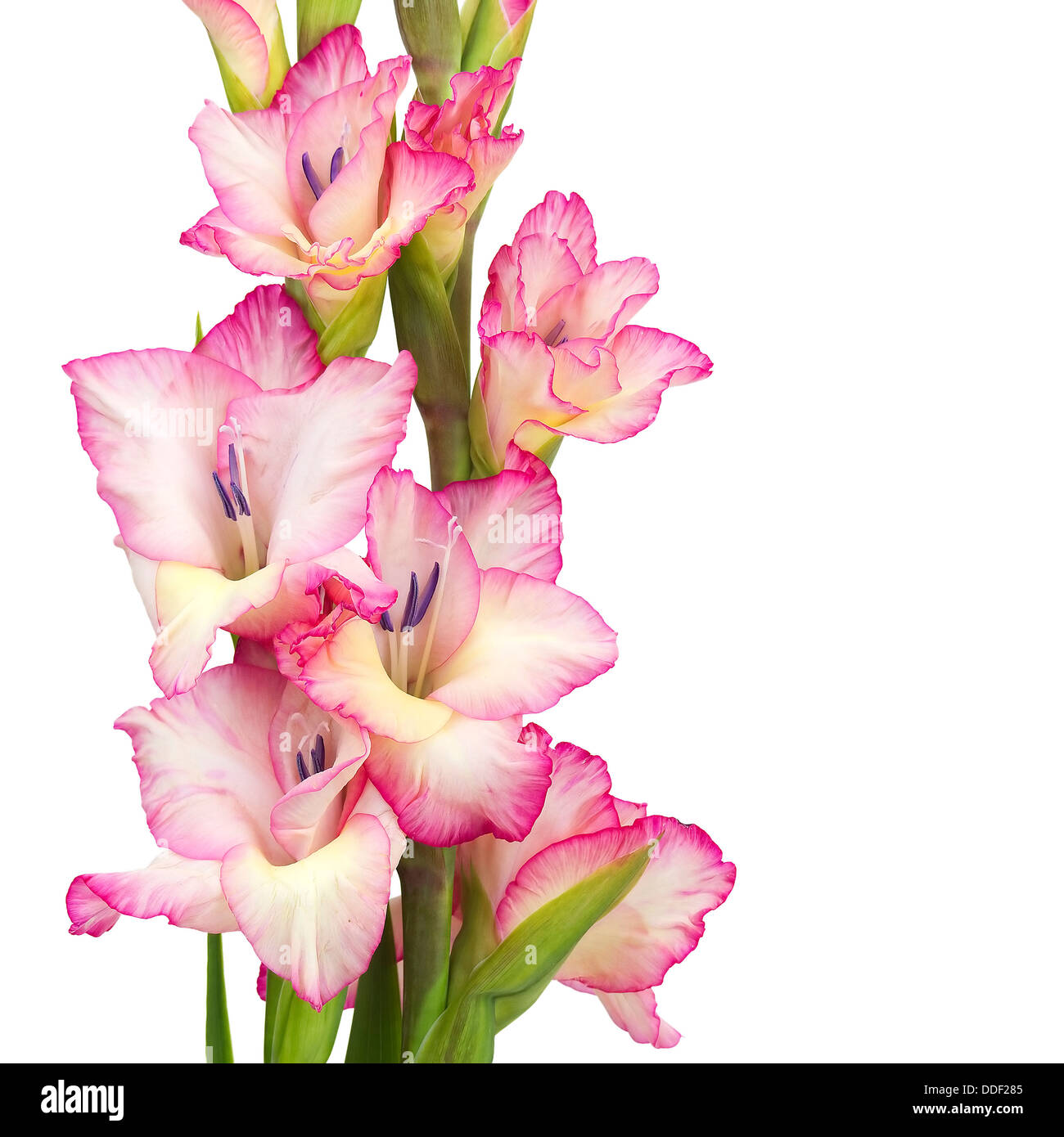 pink gladiolus Stock Photo