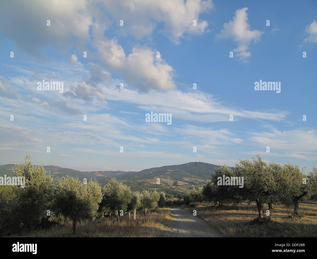 Olive grove in Piegaro Near Perugia Umbria Italy Stock Photo