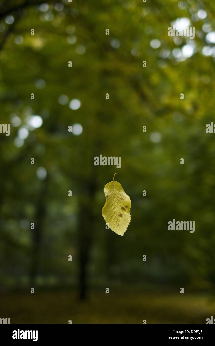 Autumn yellow leaf in space Stock Photo