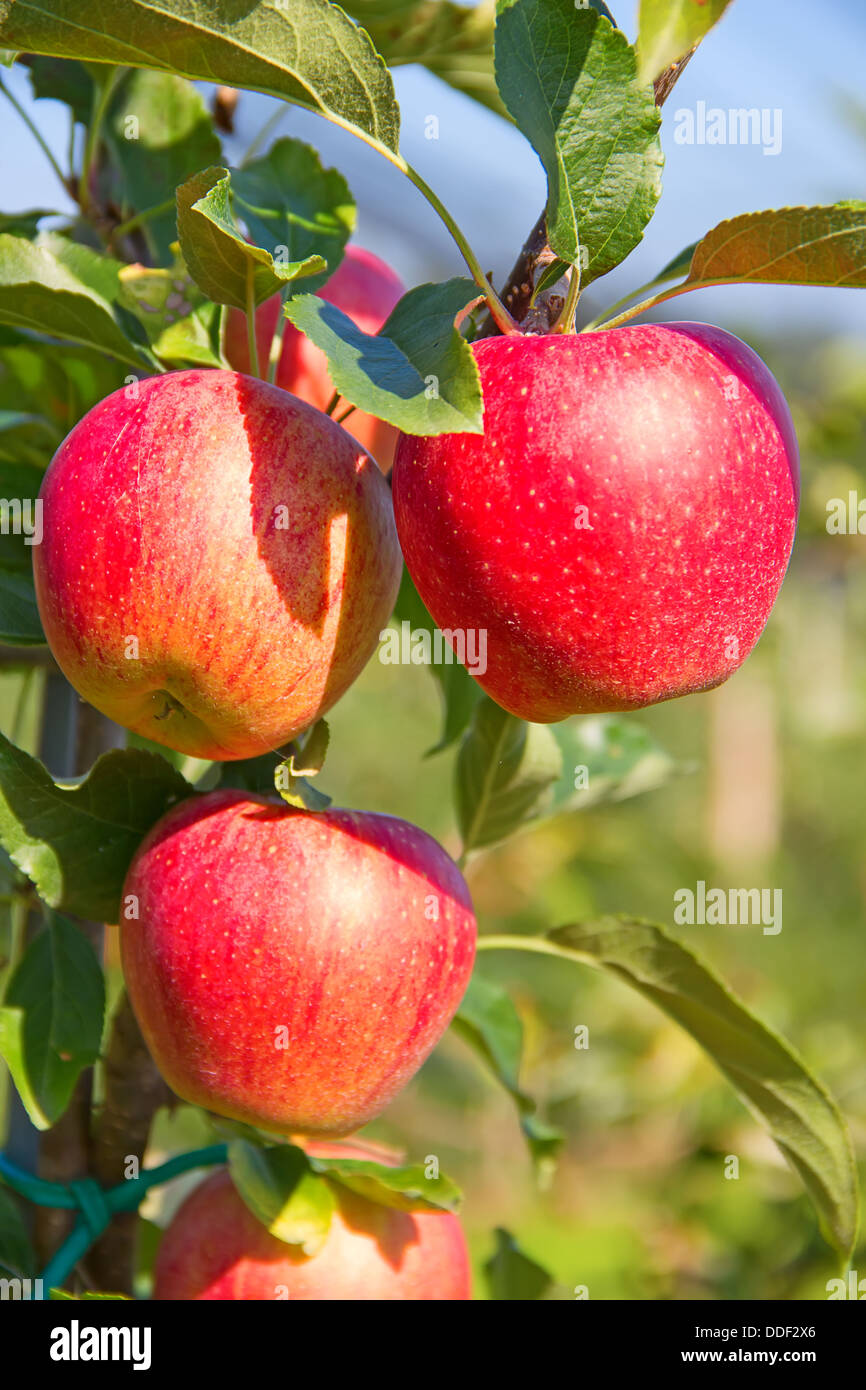 Apple garden full of riped red apples Stock Photo Alamy