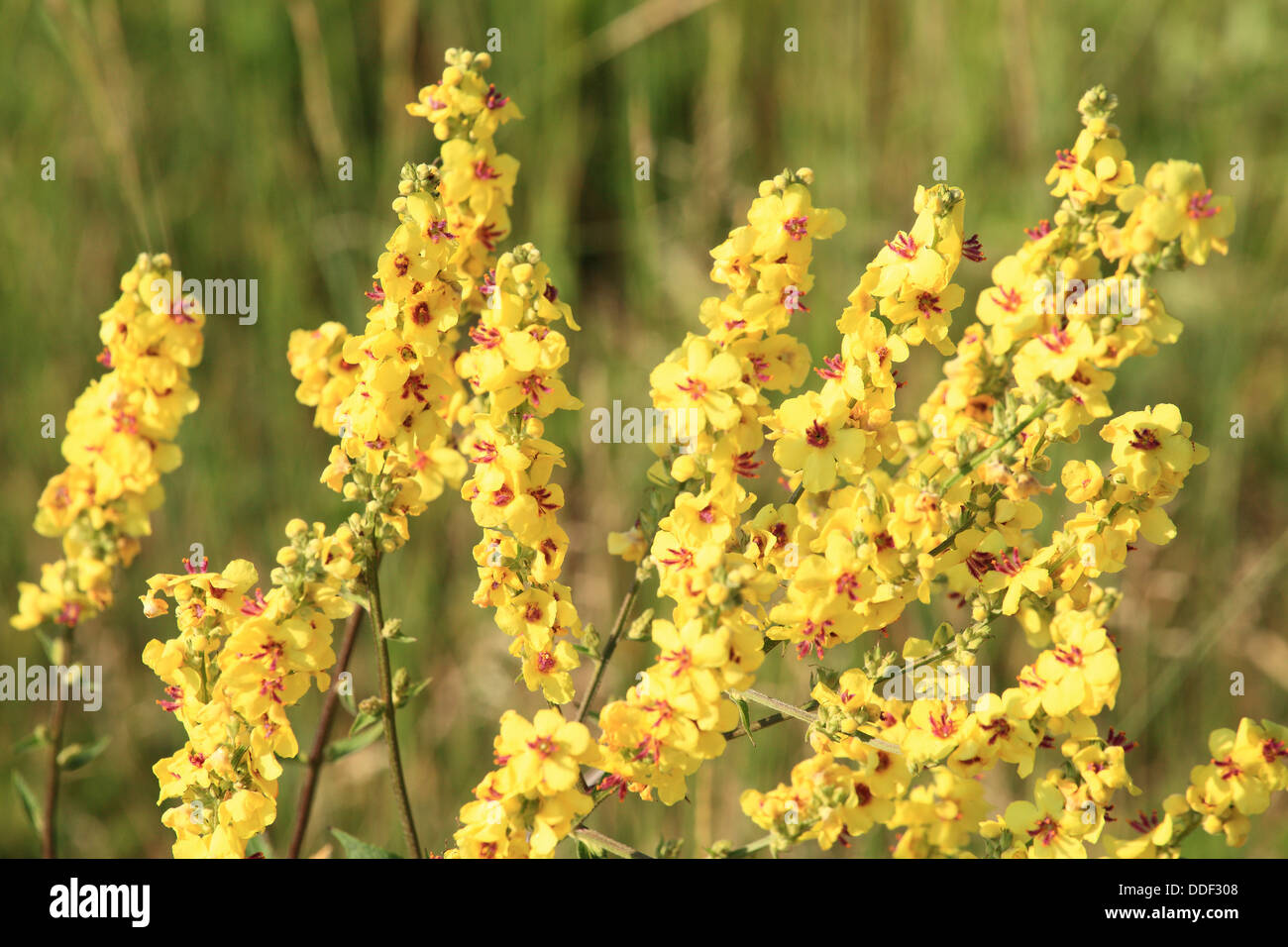 Yellow flowers of Dark Mullein (Verbascum nigrum). Location: Male Karpaty, Slovakia. Stock Photo