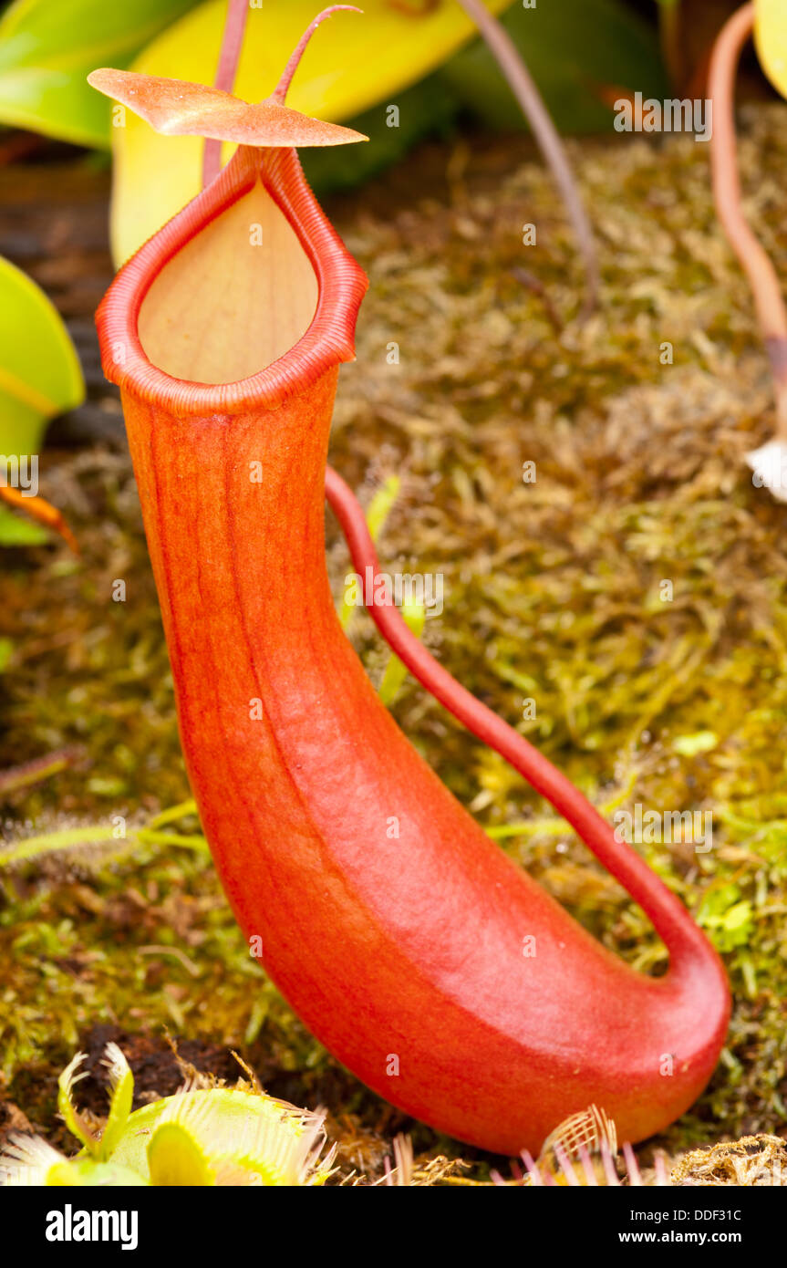 Nepenthes ventricosa in Aberdeen Winter Garden Stock Photo