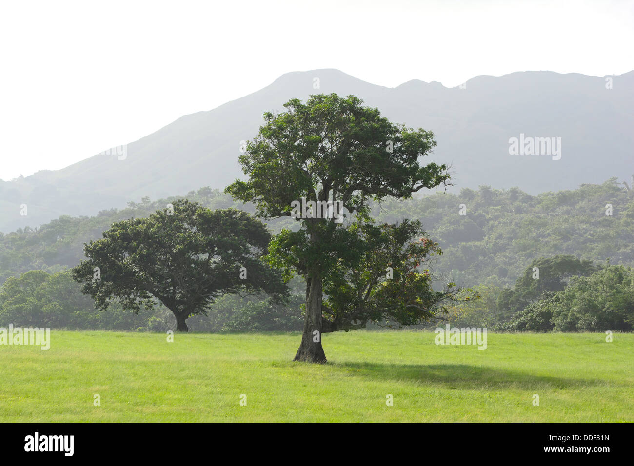 Big tree in the middle of a green field with mountains in the background Stock Photo