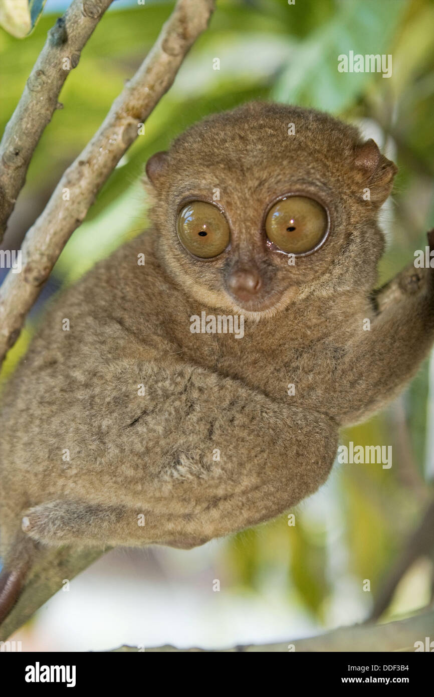 Tarsier, Bohol Island, The Philippines Stock Photo - Alamy