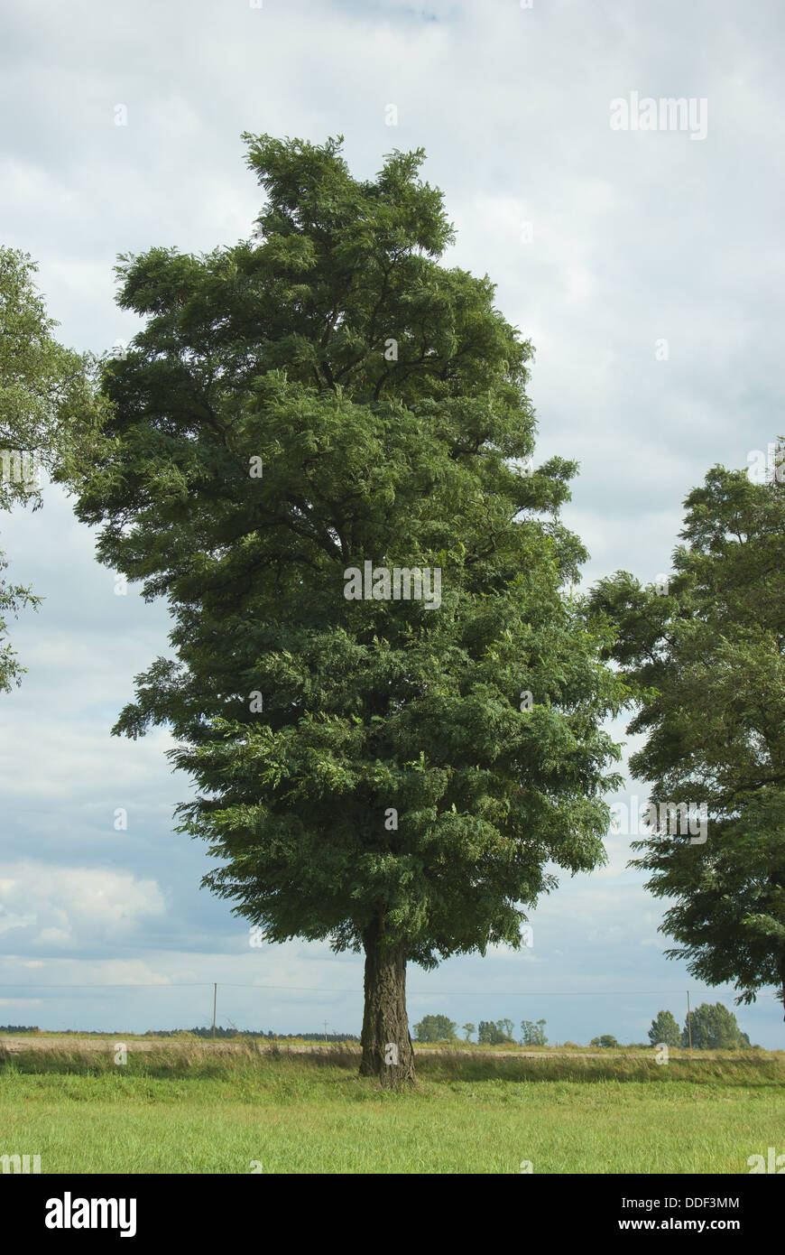 Portrait of tree on the cloudy sky background Stock Photo - Alamy