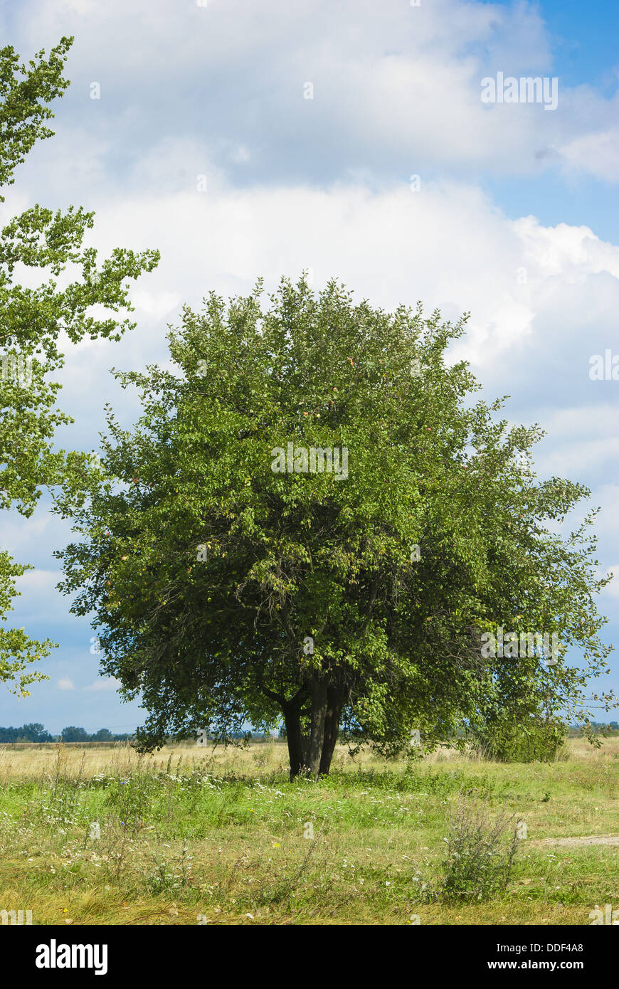 Portrait of tree on the cloudy sky background Stock Photo - Alamy