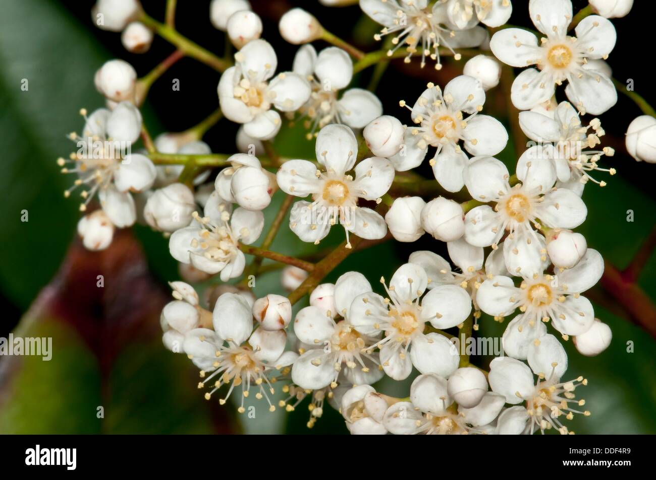 Photina hires stock photography and images Alamy