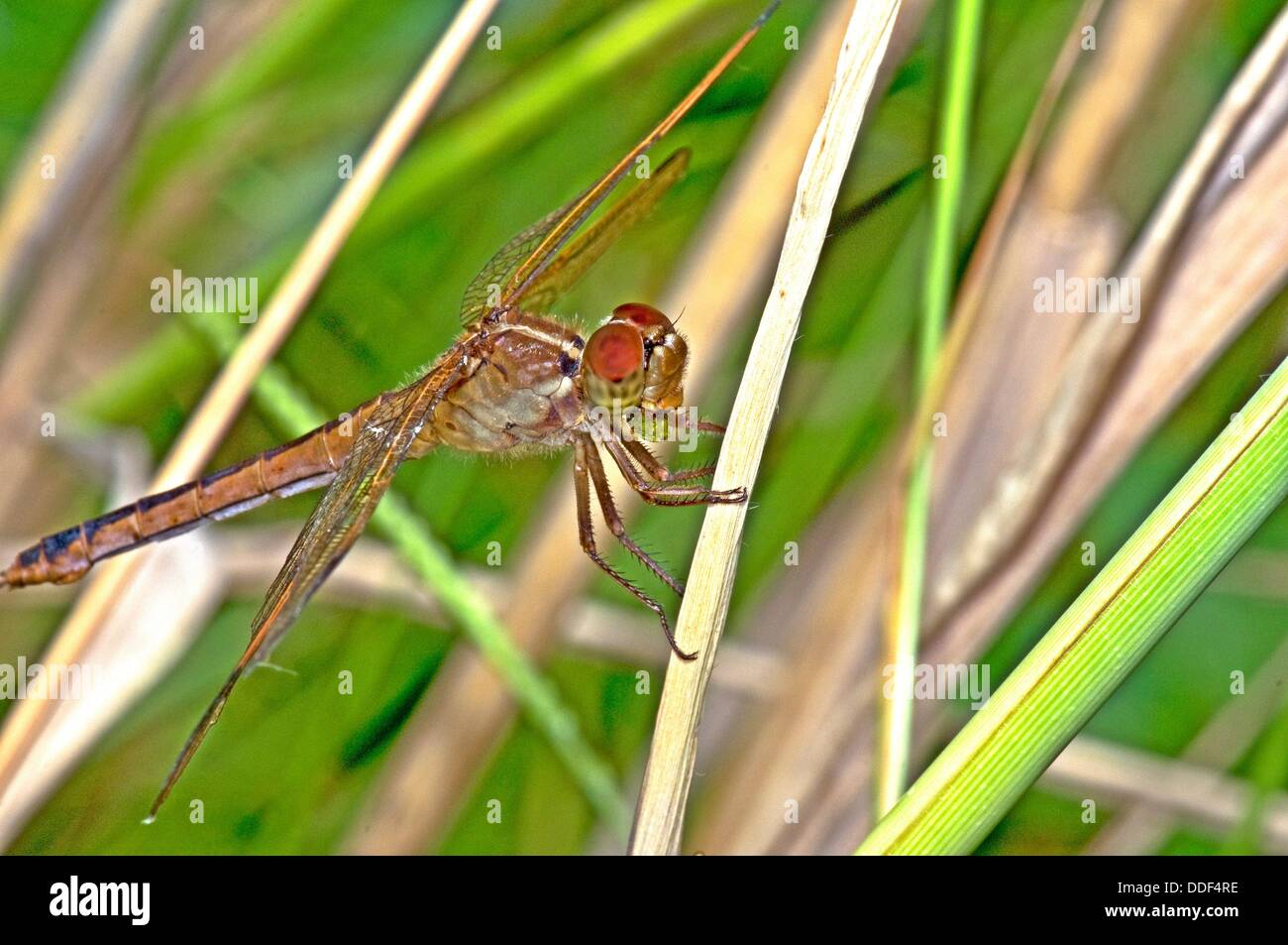 Needham´s Skimmer Dragonfly Eating Stock Photo Alamy