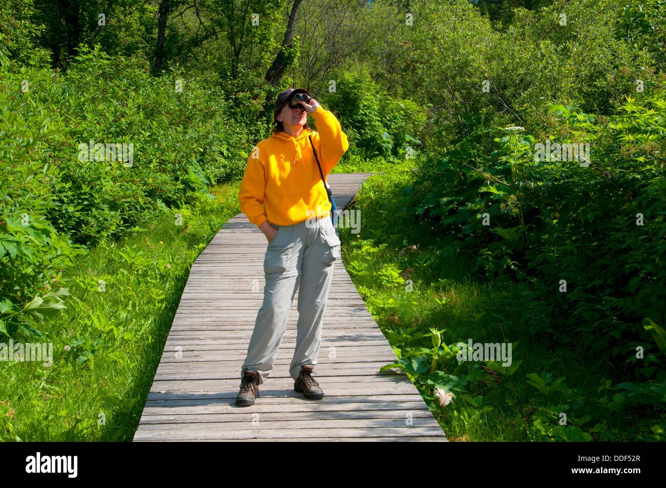 Skunk Cabbage Trail birding, Revelstoke National Park, British Columbia