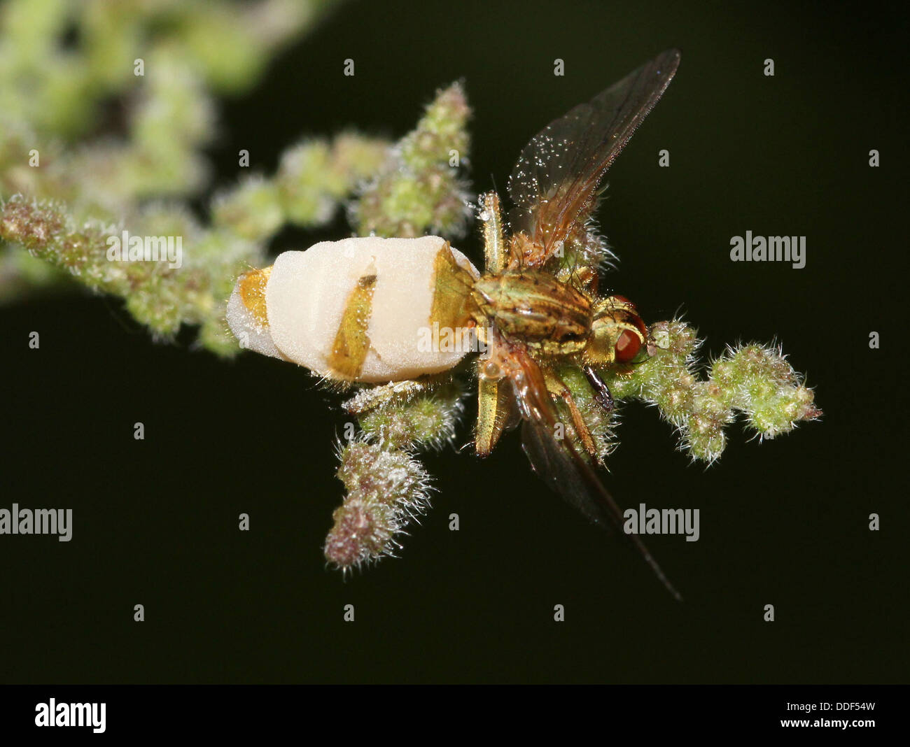 Yellow or Golden Dung Fly (Scatophaga stercoraria) with an exploded body, covered in foam, caused by a parasite fungus Stock Photo