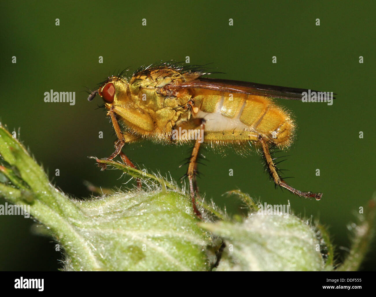 Yellow or Golden Dung Fly (Scatophaga stercoraria) Stock Photo