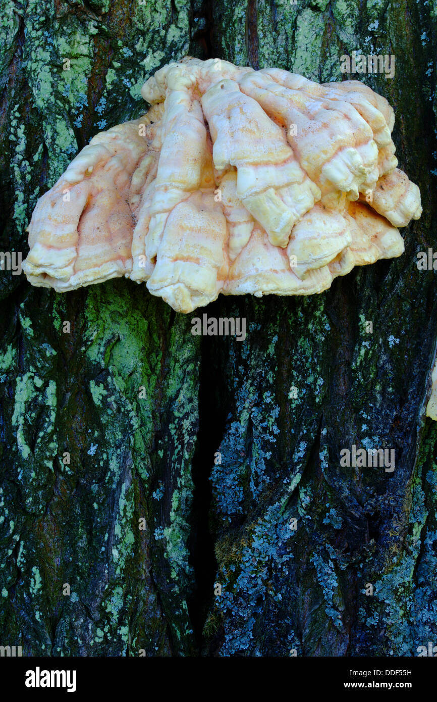 Hub fungus growing on a tree trunk. Pomerania, Poland. Stock Photo