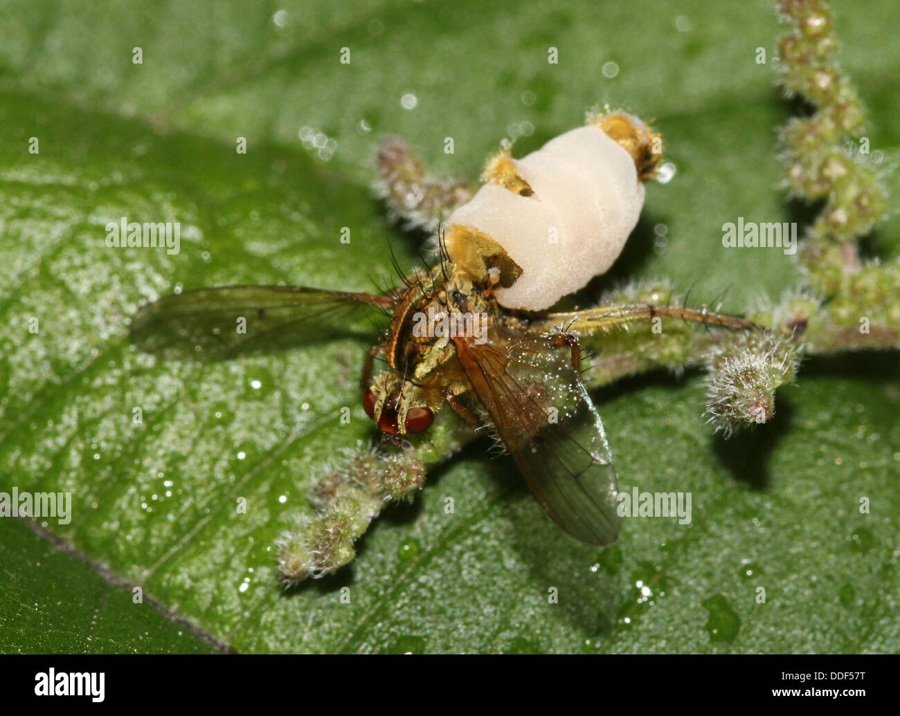 Yellow or Golden Dung Fly (Scatophaga stercoraria) with an exploded body, covered in foam, caused by a parasite fungus Stock Photo