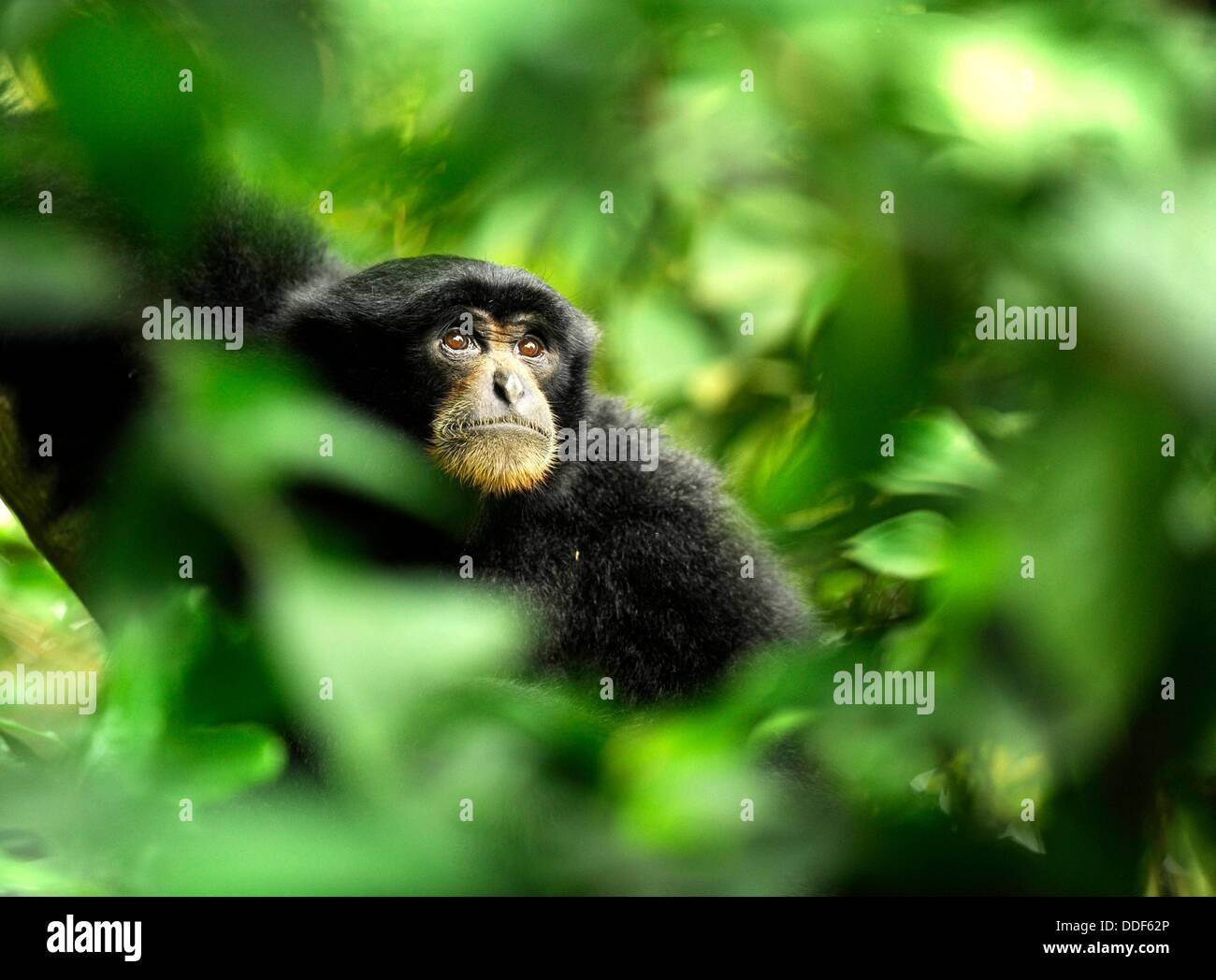 Siamang Gibbon (Symphalangus syndactylus), Singapore Zoological Gardens