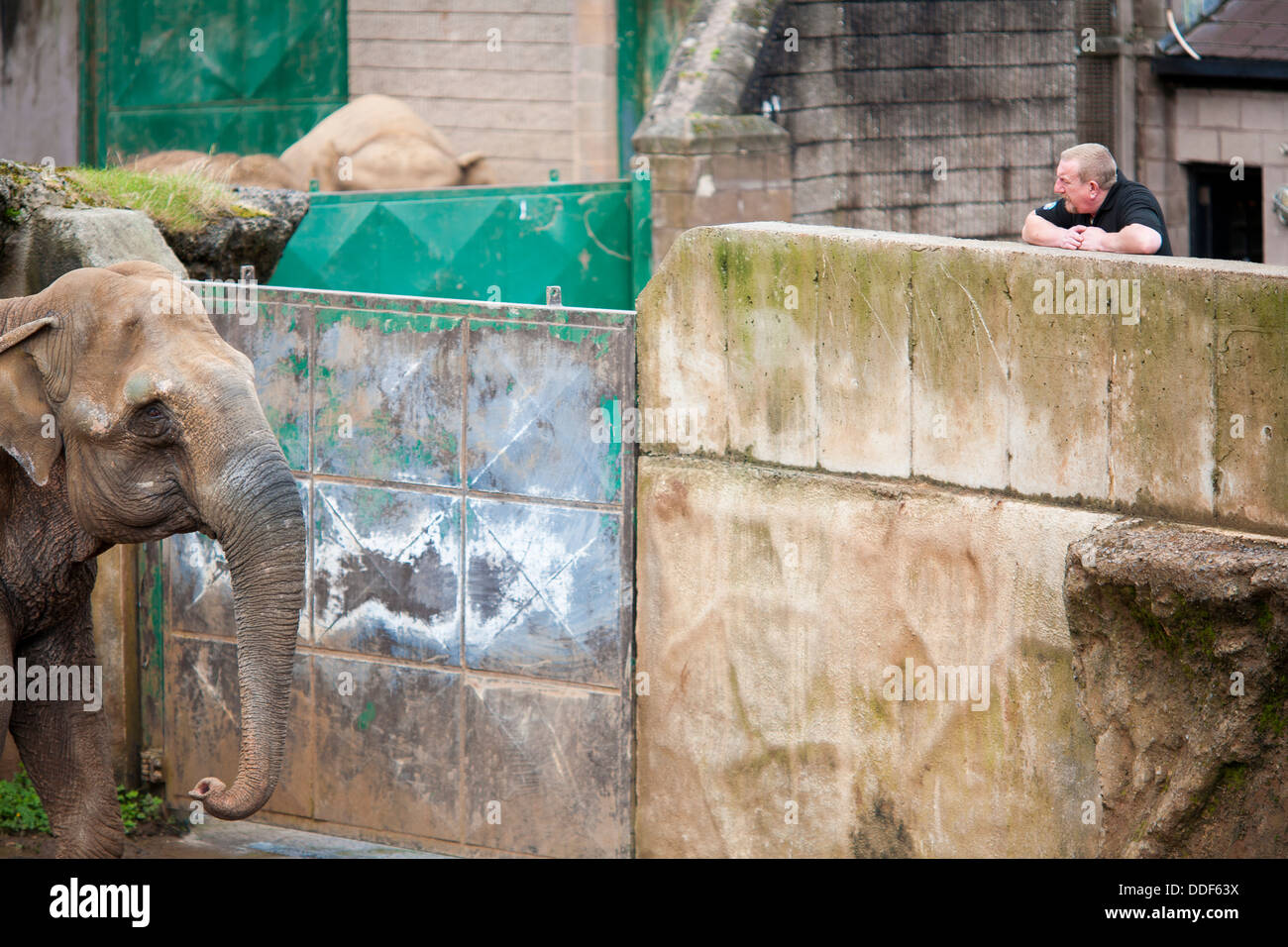 An Asian elephant and his handler or keeper in his enclosure at Belfast