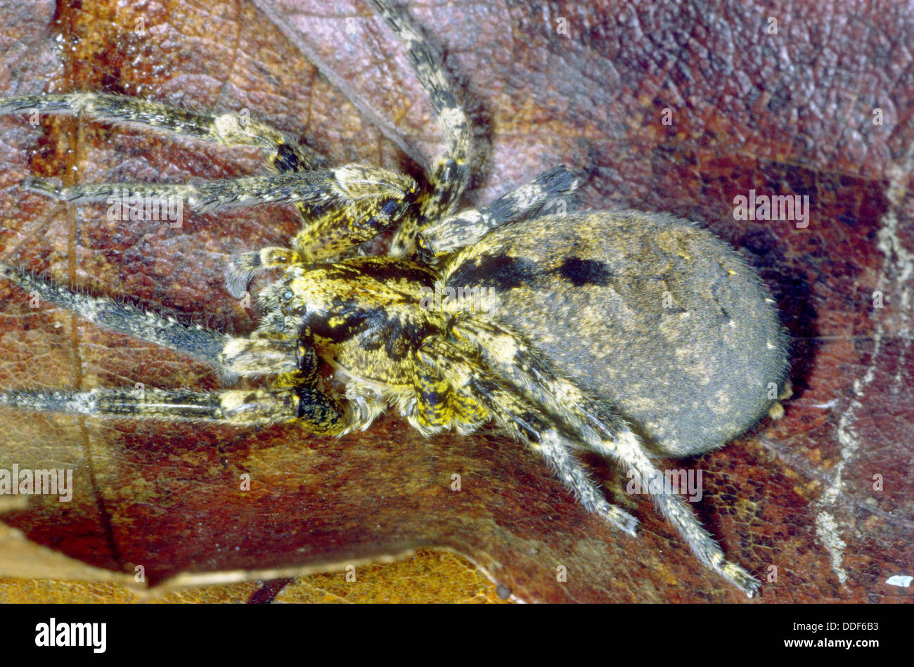 zoropsis-zoropsis-sp-hi-res-stock-photography-and-images-alamy