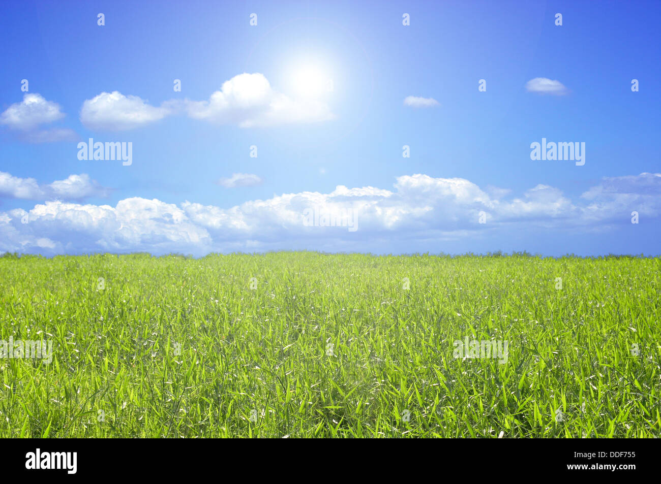 Beautiful green grass with a blue sky and the sun shining in the middle Stock Photo