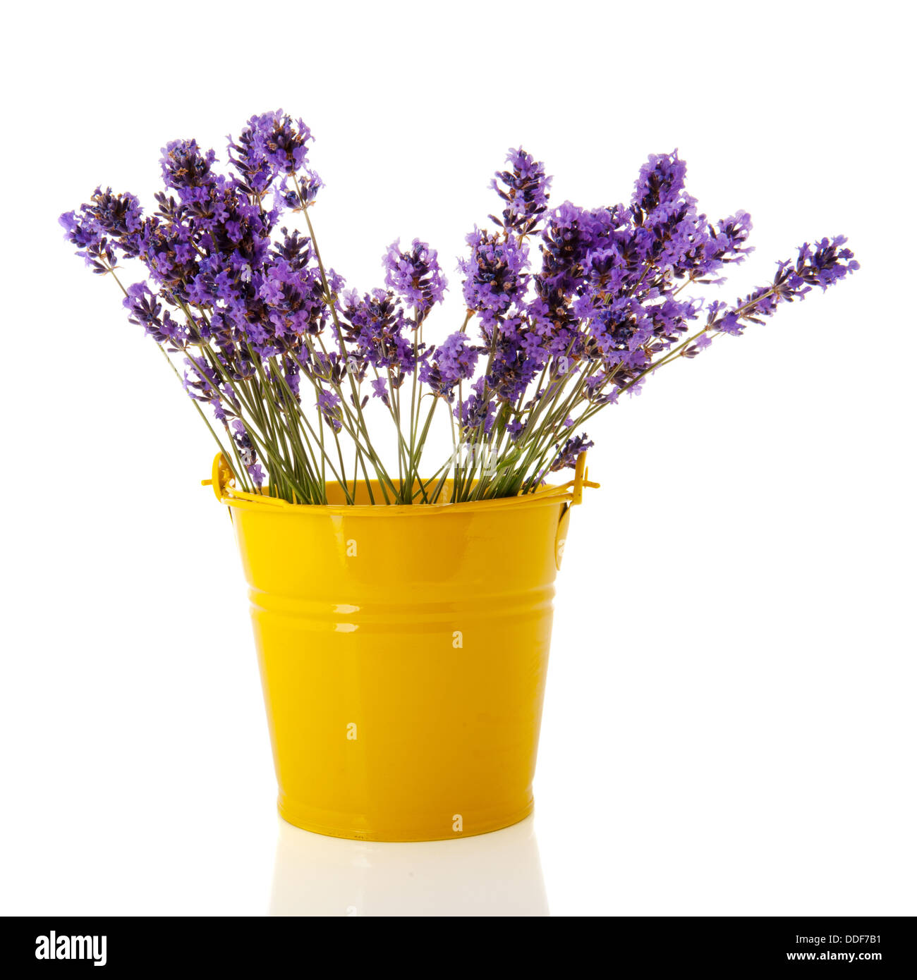 Bouquet Lavender twigs Stock Photo