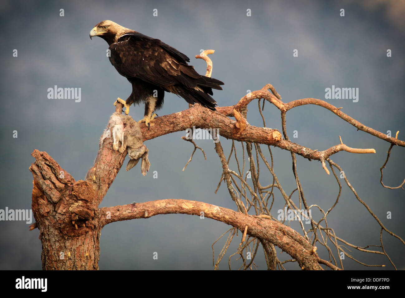 Spanish Imperial Eagle (Aquila adalberti) on tree branch with rabbit prey. Stock Photo