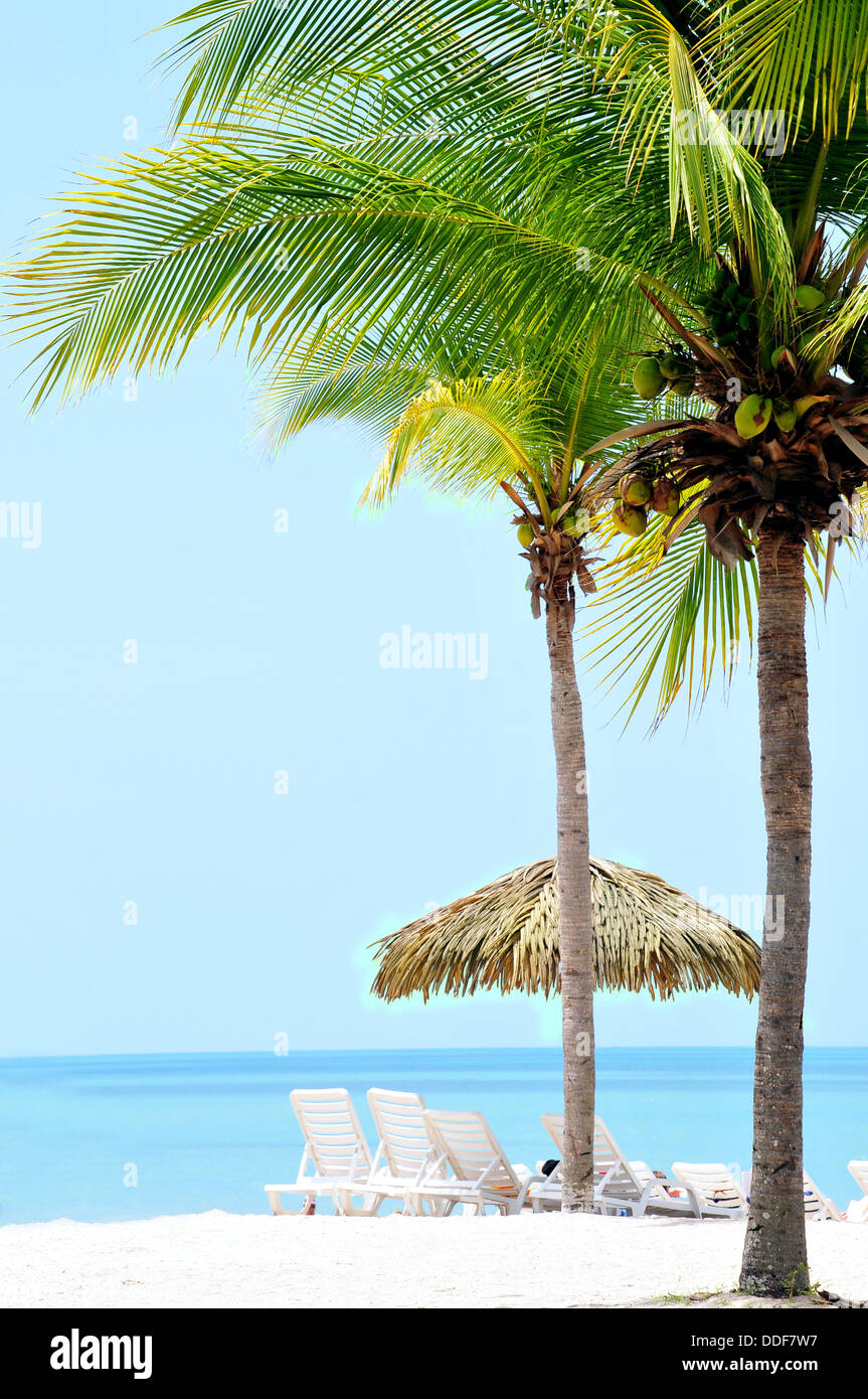 Beautiful tropical beach with palm trees and huts Stock Photo - Alamy