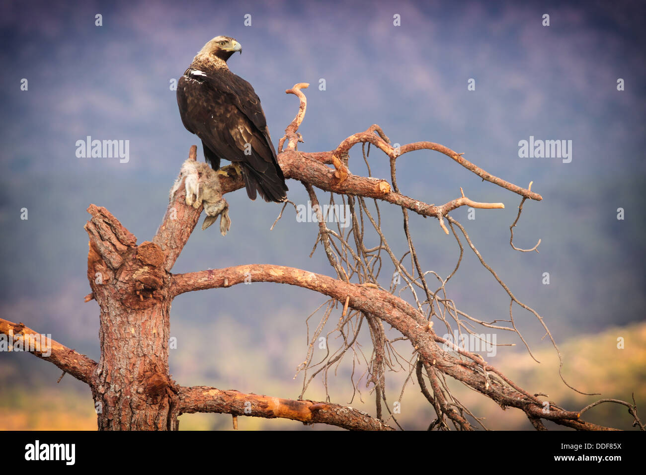 Spanish Imperial Eagle (Aquila adalberti) on tree branch with rabbit prey. Stock Photo