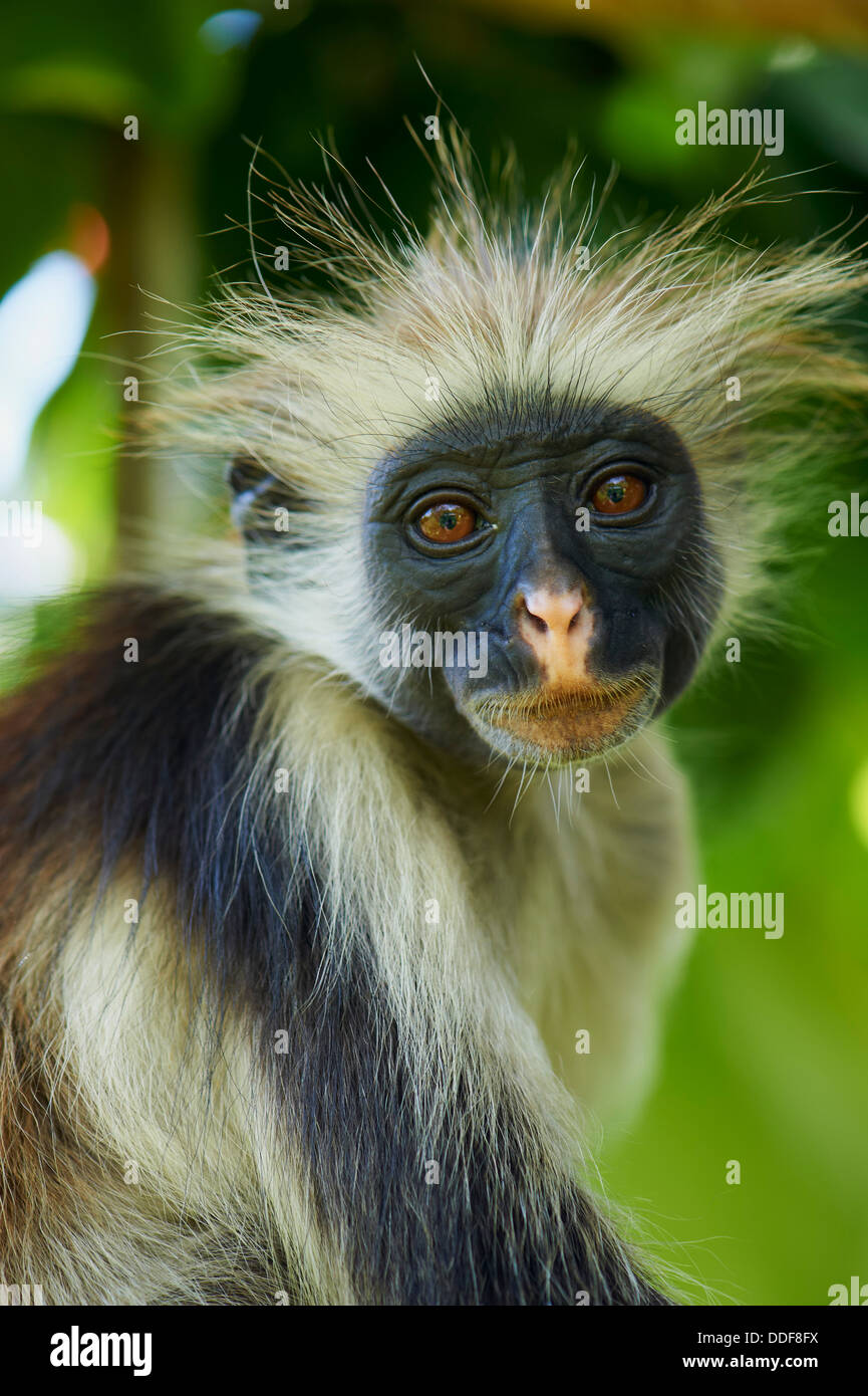 Tanzania, Zanzibar island, Unguja, Zanzibar red colobus monkey (Procolobus badius kirkii) Stock Photo