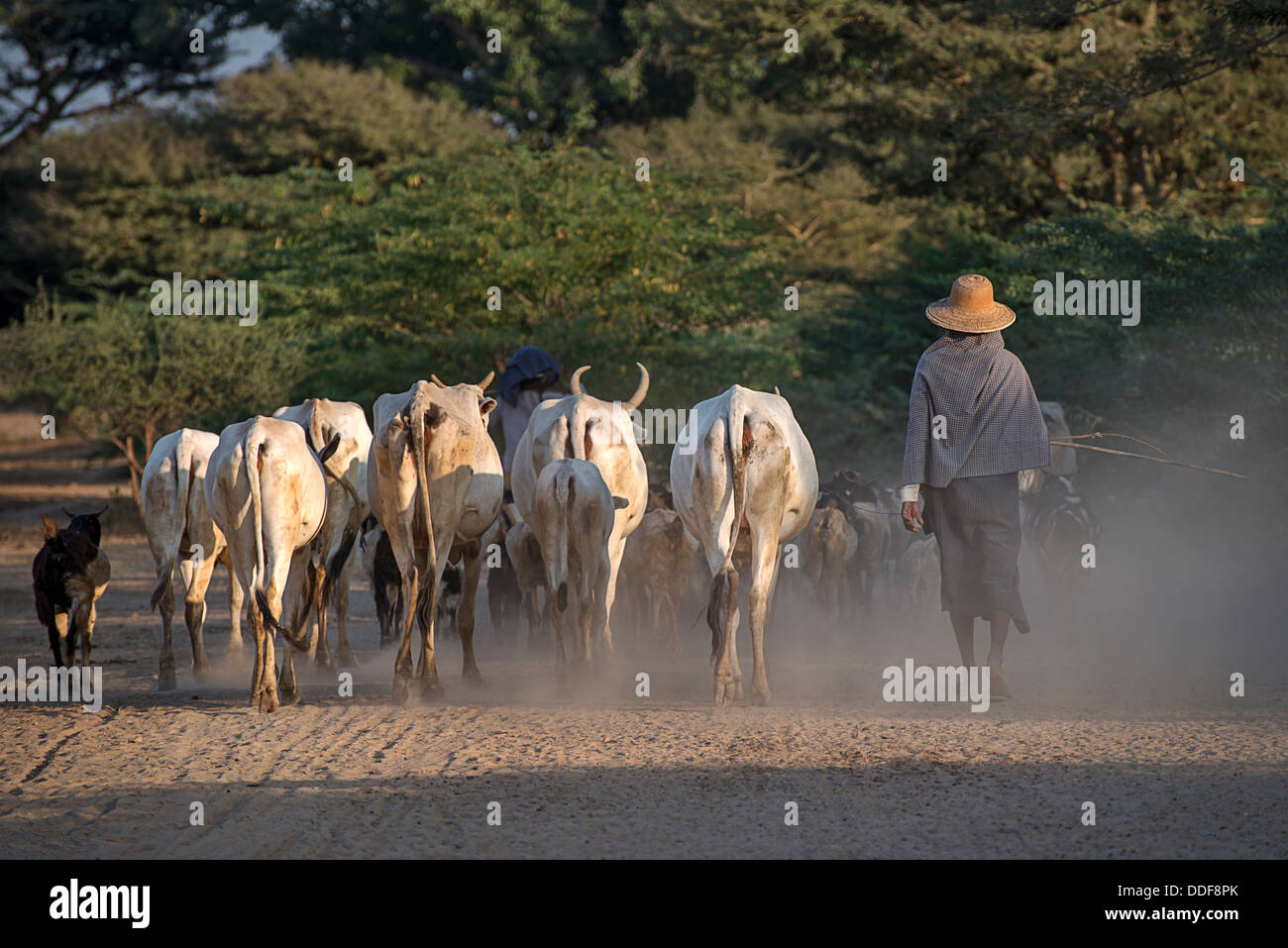 Burmase herder in Bagan Archaeological Zone Myanmar Stock Photo