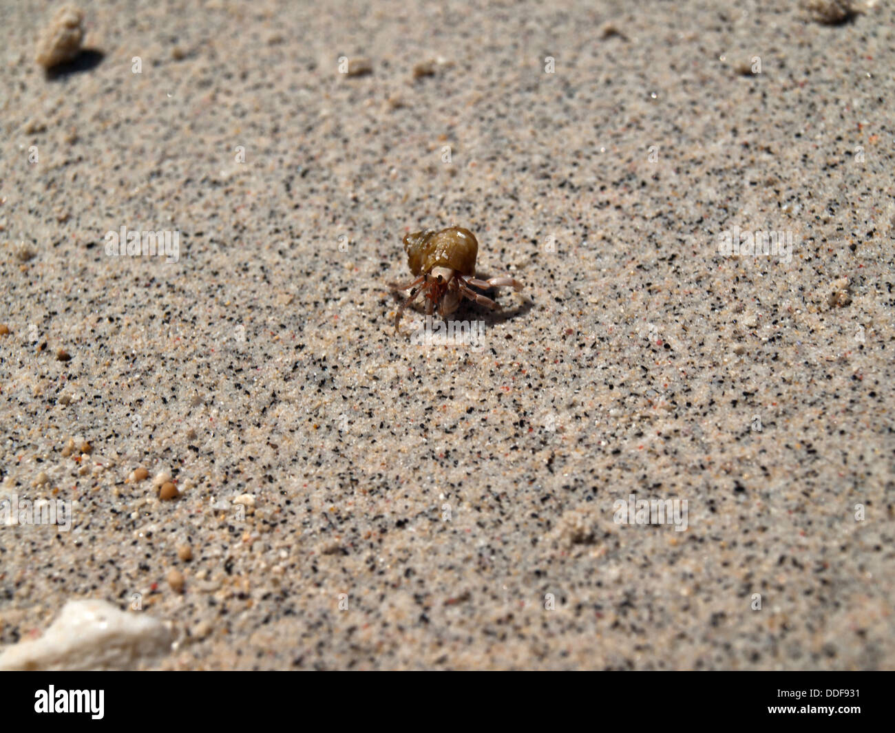 Living conch in the sand Stock Photo