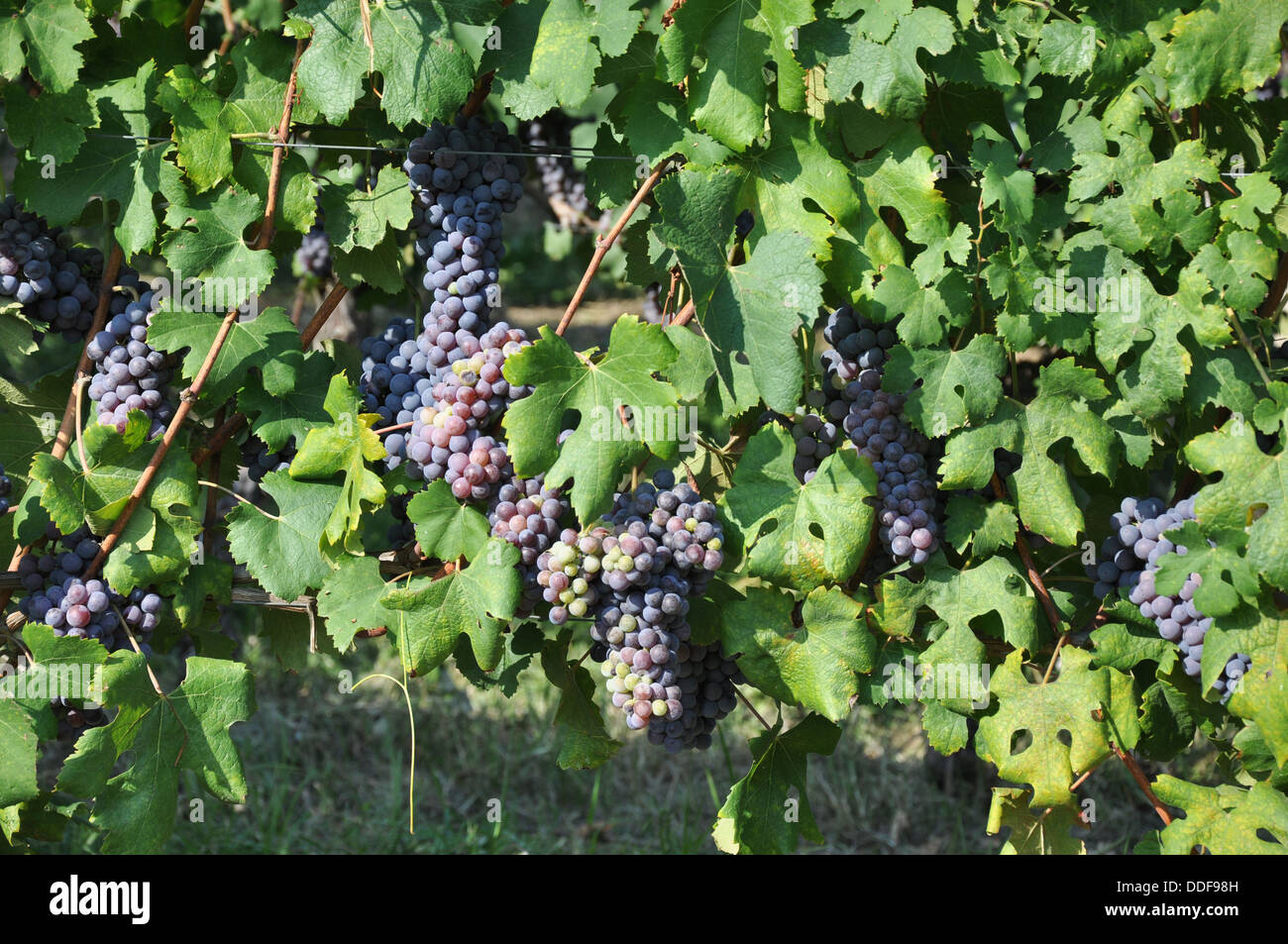 Ripe grapes on vines ready for harvest in the Piedmont (Piedmonte) region in northern Italy. Stock Photo