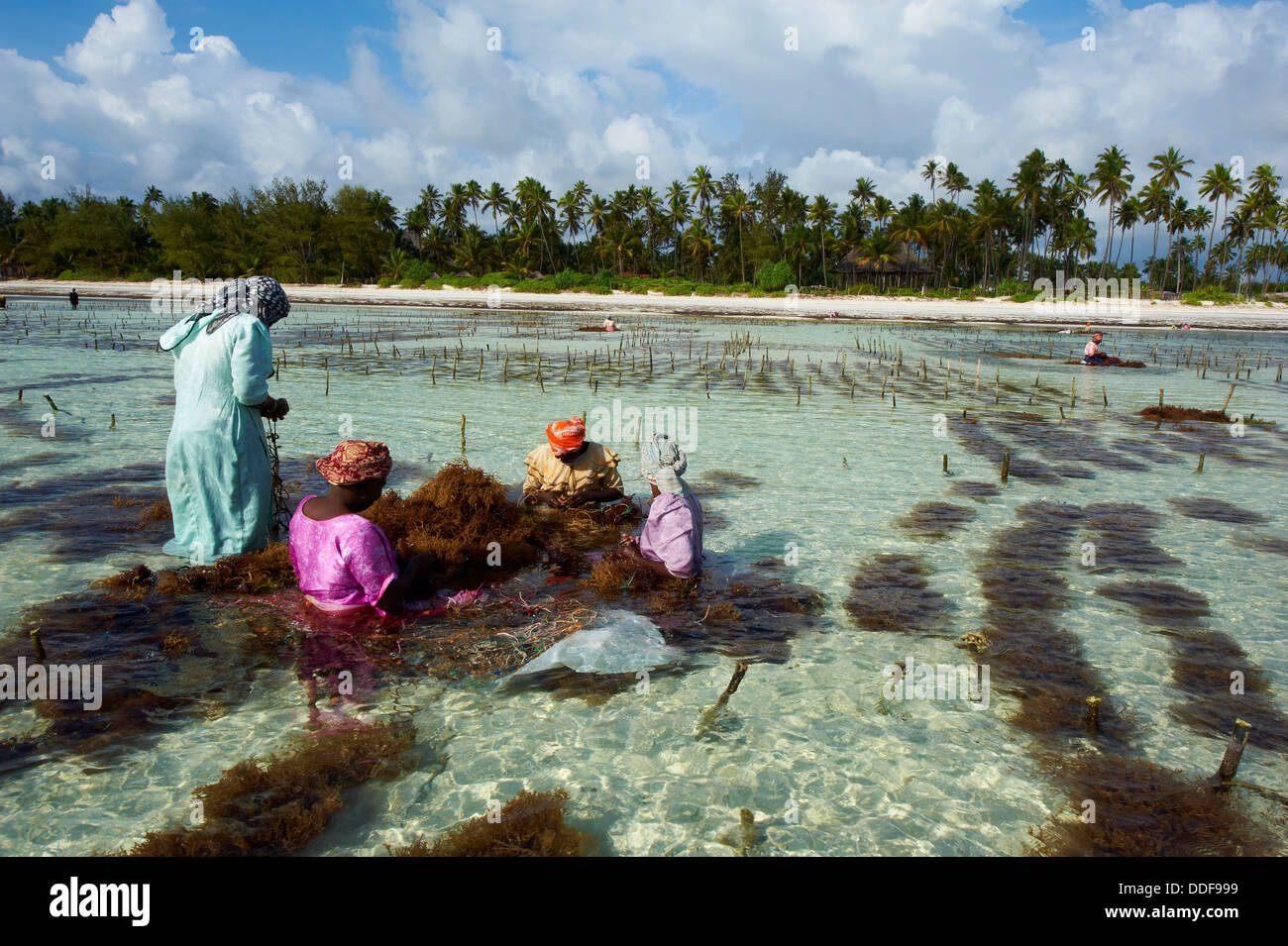 Tanzania, Zanzibar island, Unguja, alga harvesting at one of the underwater farms, Jambiani Stock Photo