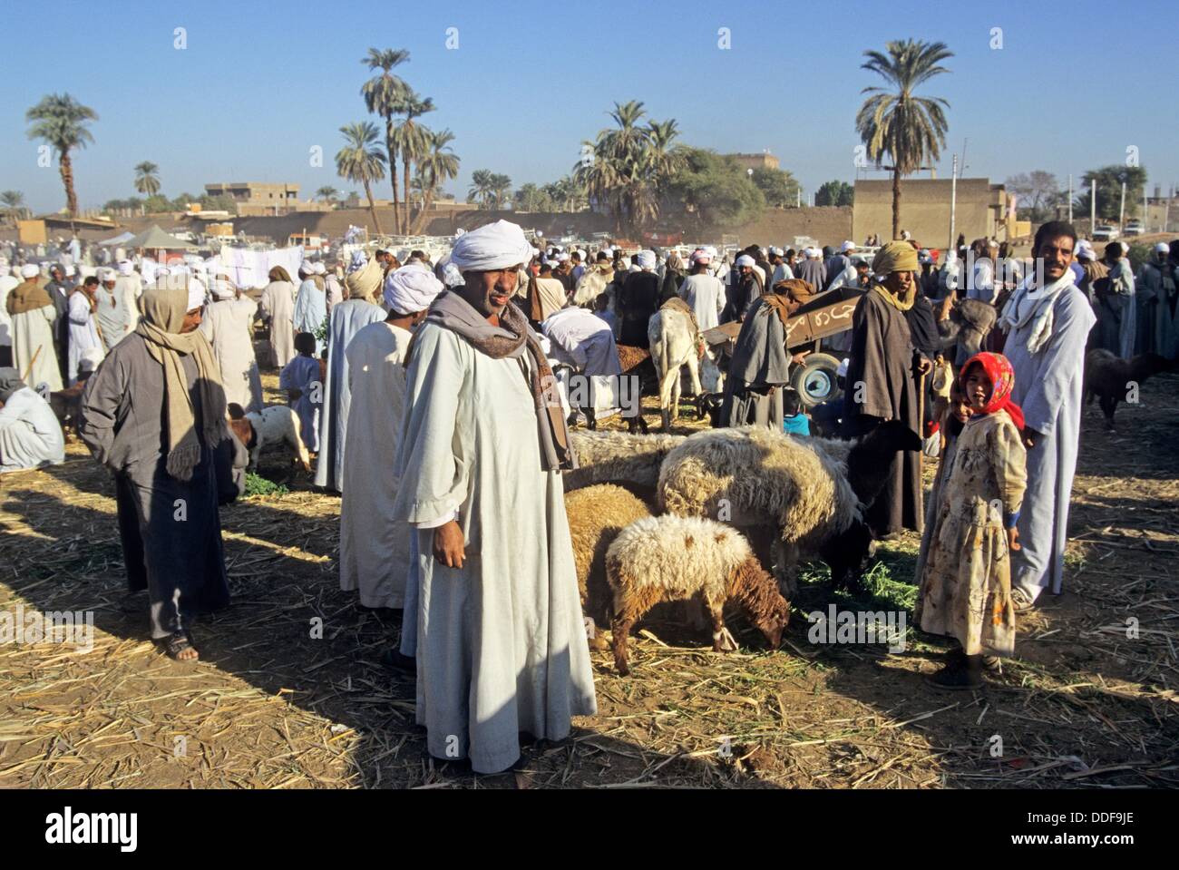 cattle market of Daraw, Egypt, Africa Stock Photo Alamy