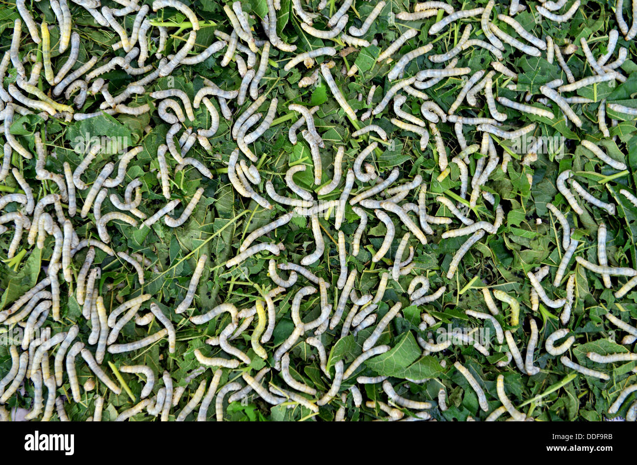 Silkworm, Silkworms, Silk worms, Silk worm caterpillars, close up of silk worms Stock Photo
