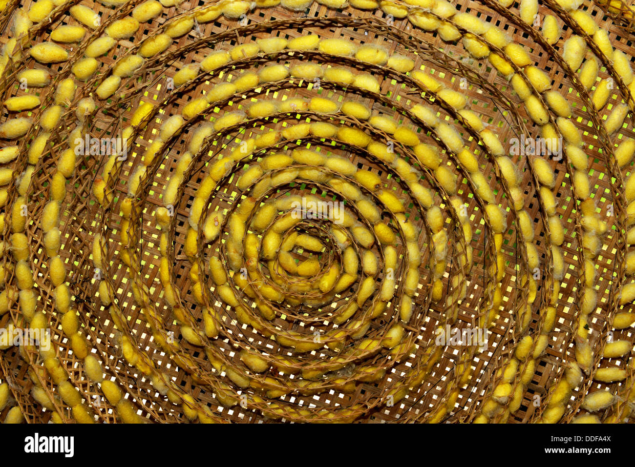 Close-up silk cocoons, Khmer Silk village at Phnom Srok, Cambodia. Stock Photo