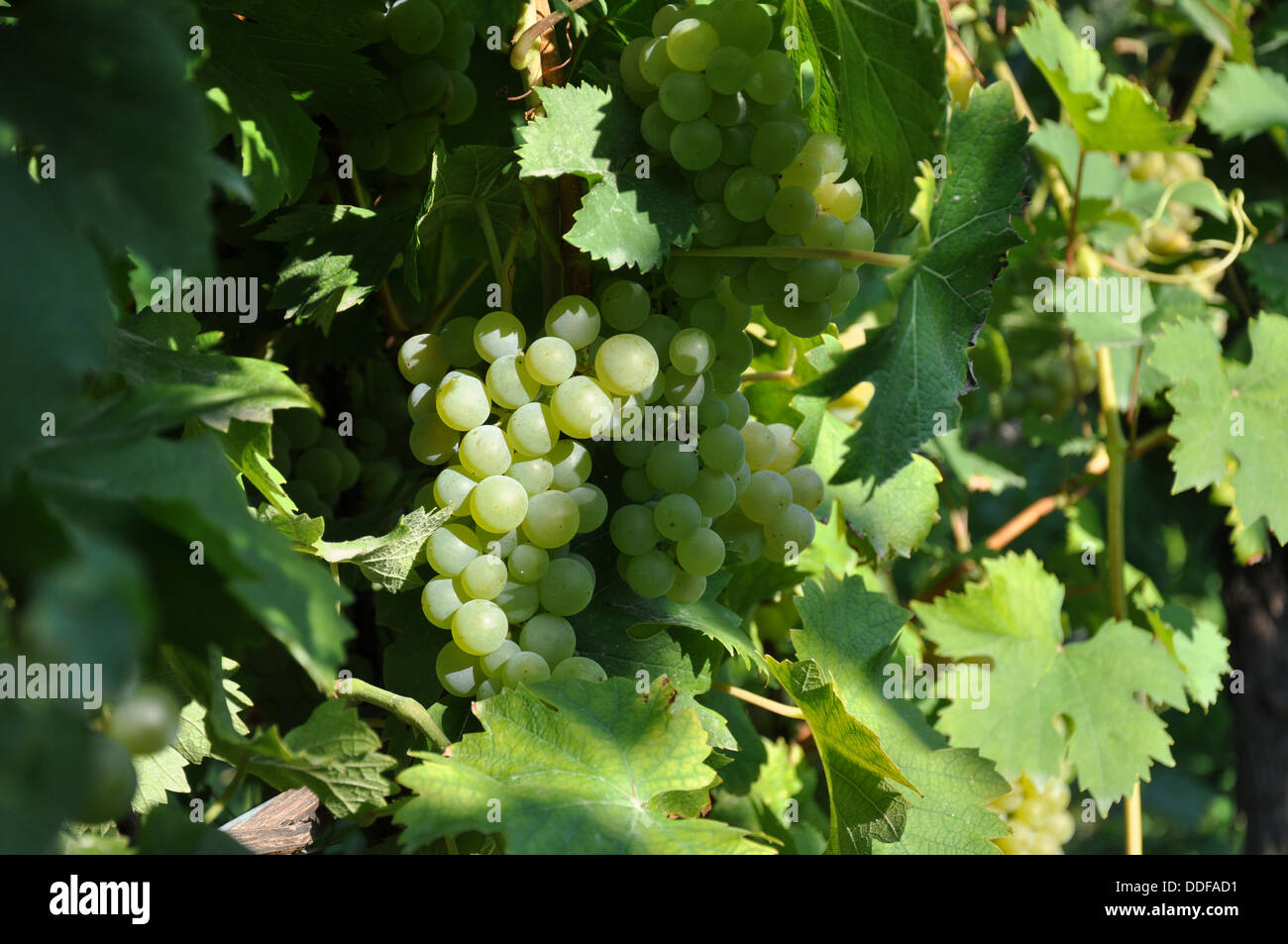Ripe grapes on vines ready for harvest in the Piedmont (Piedmonte